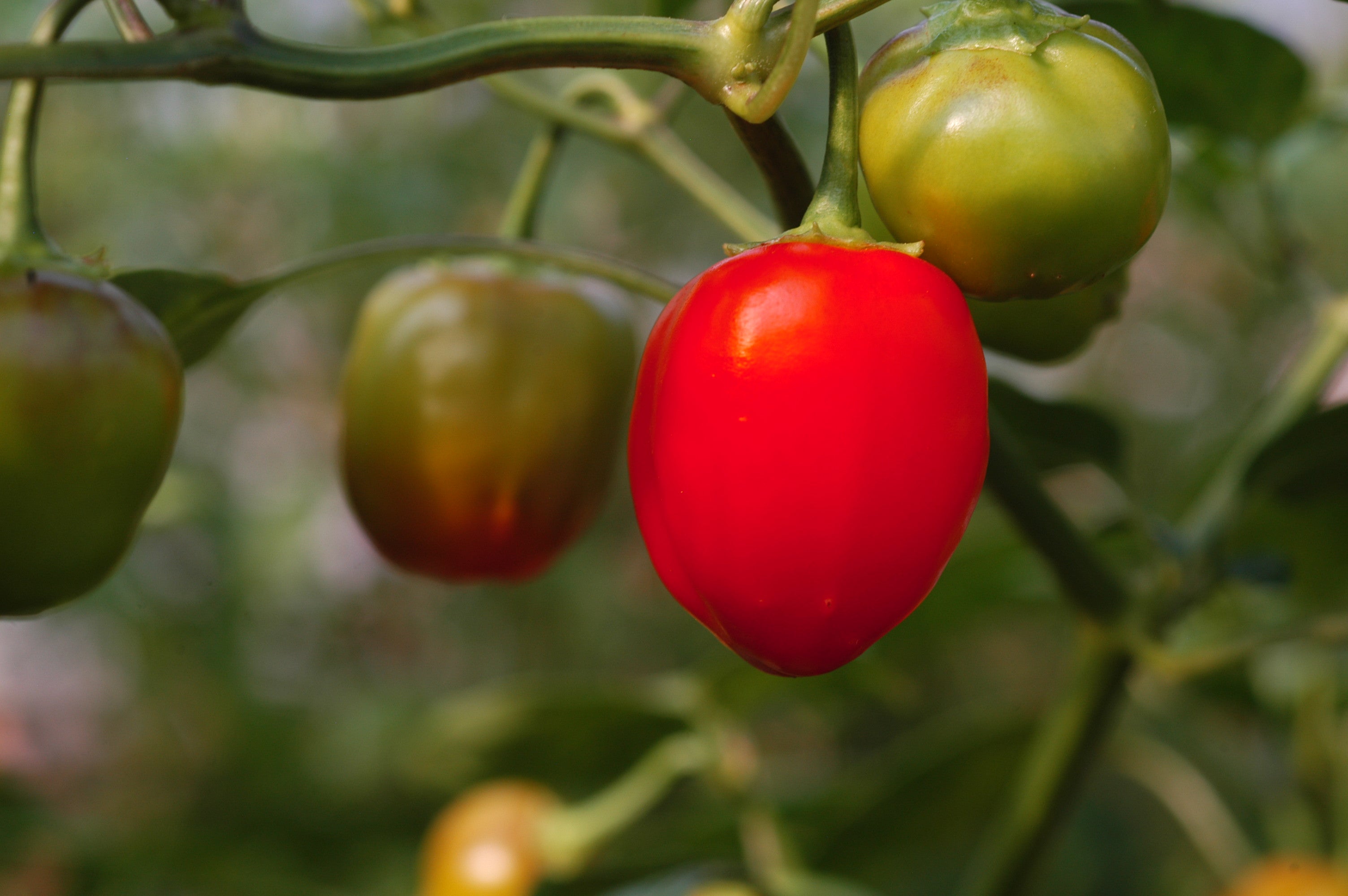 Rocoto Costa Rican Red – Pflanzen Jaeger