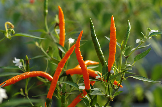 Thai Orange Hot