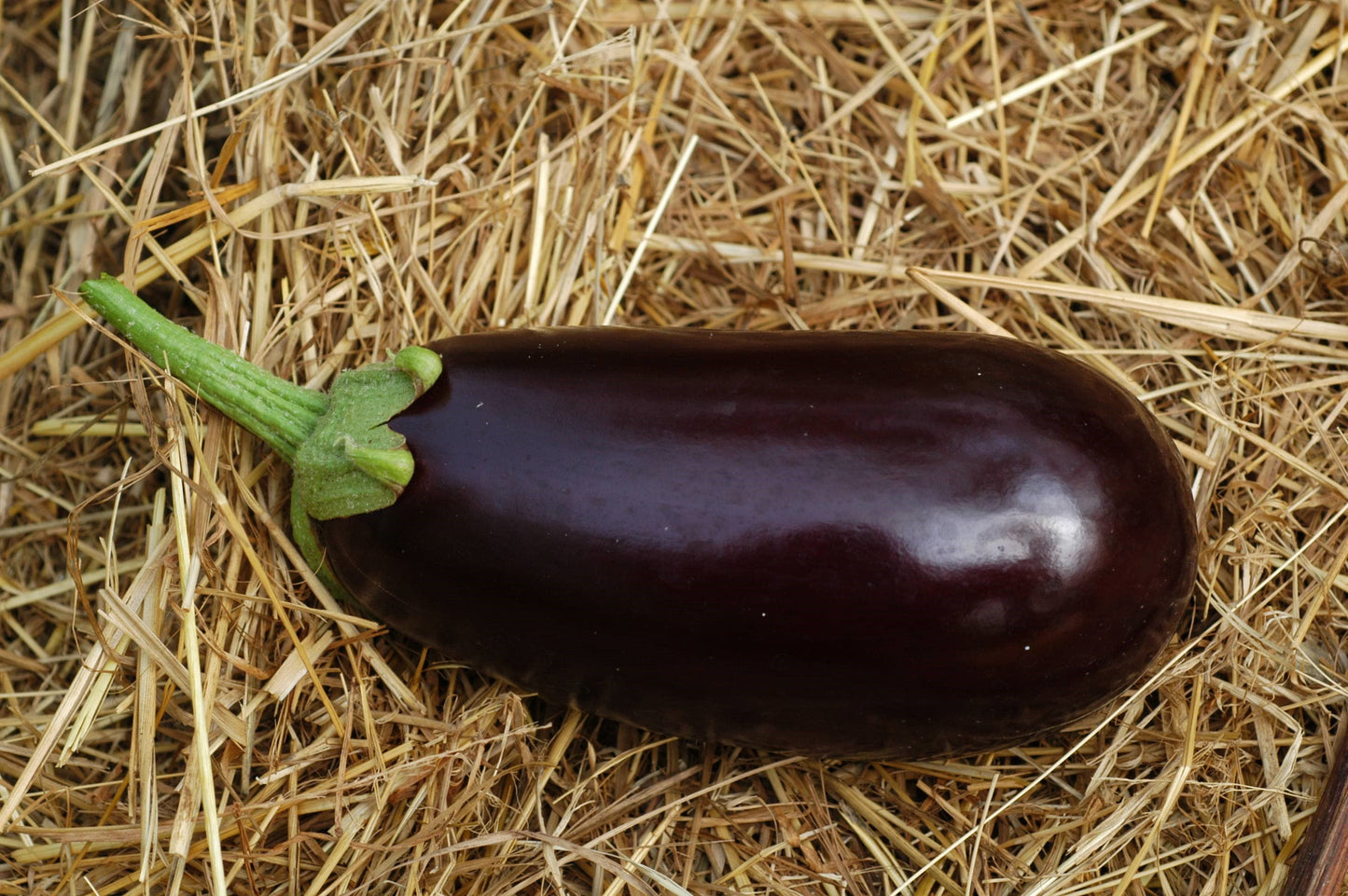 Aubergine violett De Barbentane