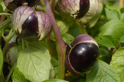 Tomatillo Deep Purple