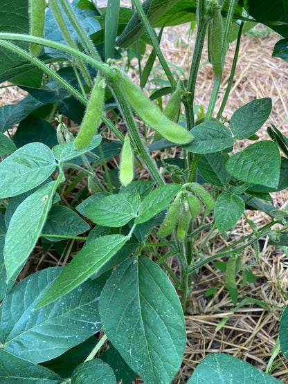 Edamame schote an pflanze