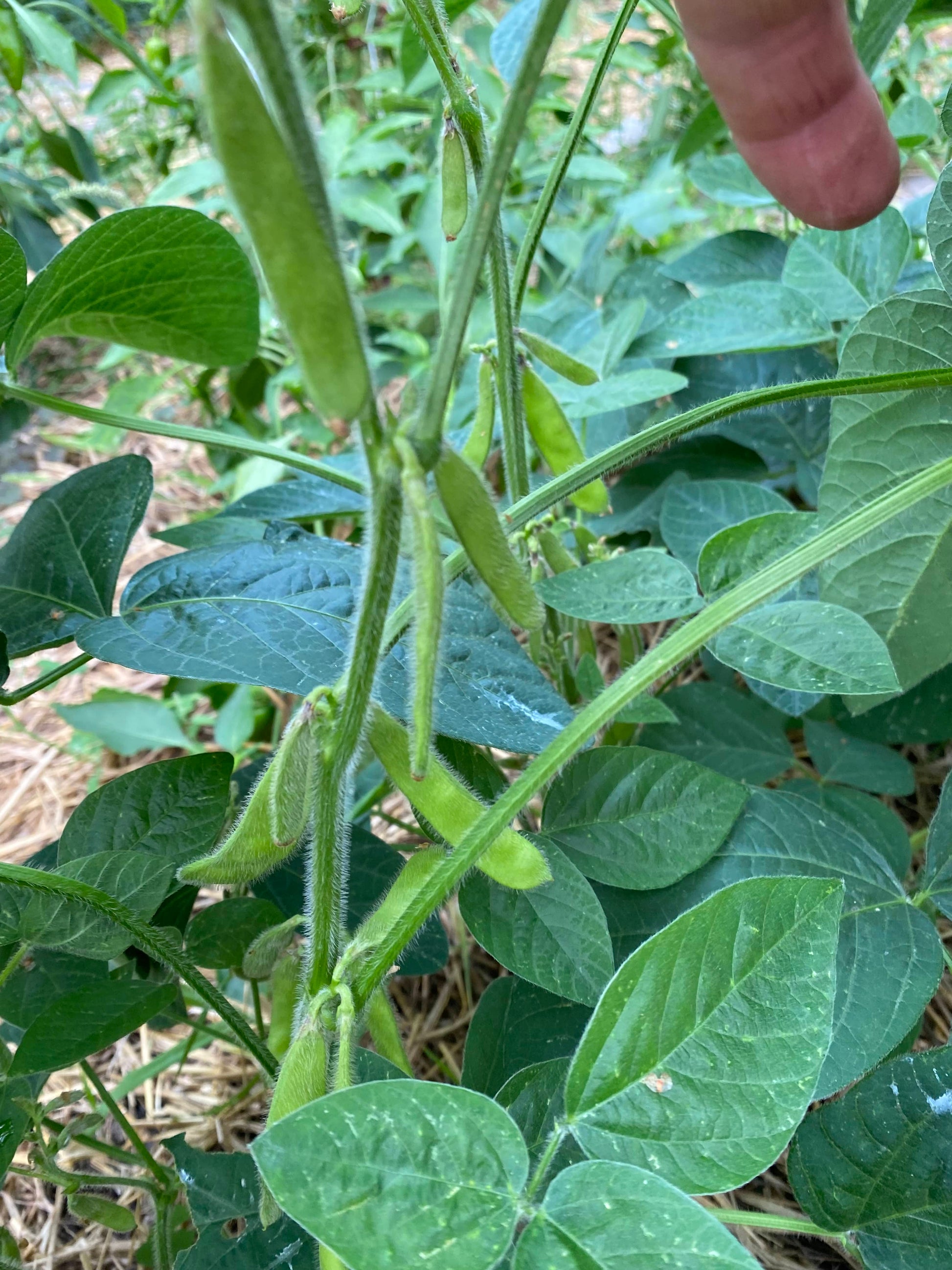 edamame soja pflanze