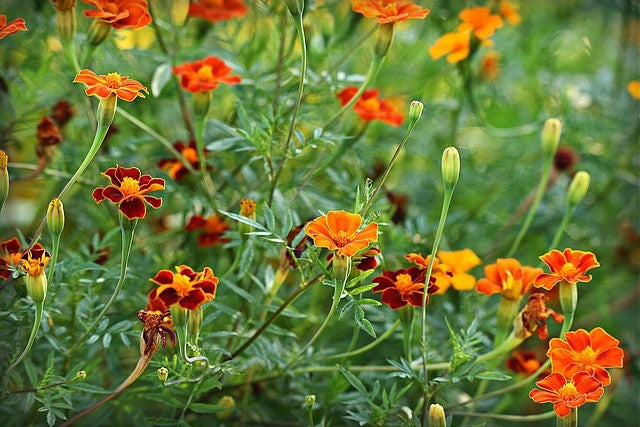 Gewürztagetes