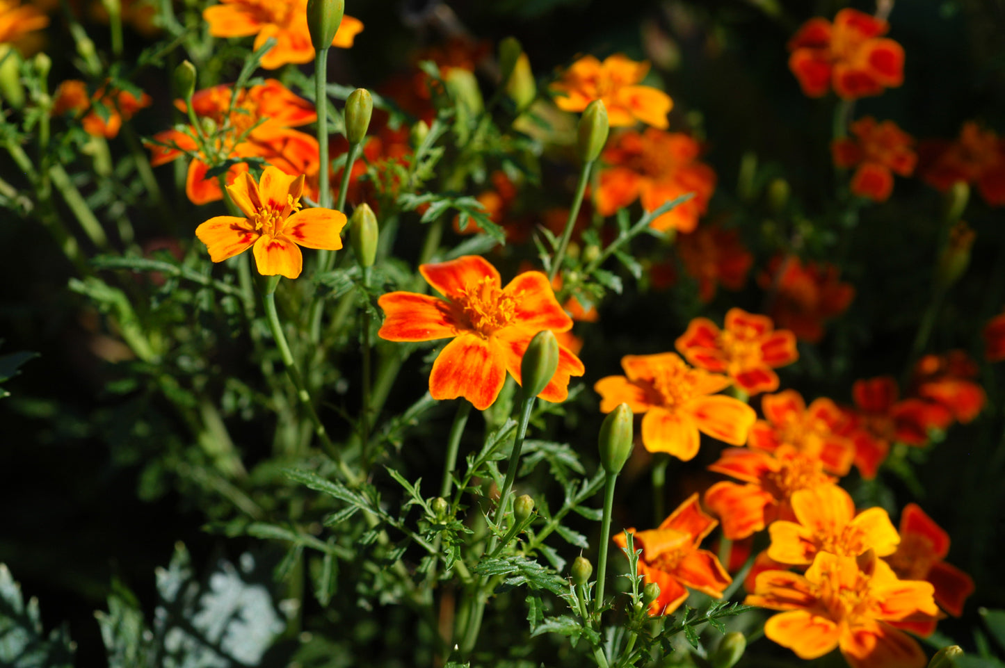 Gewürztagetes