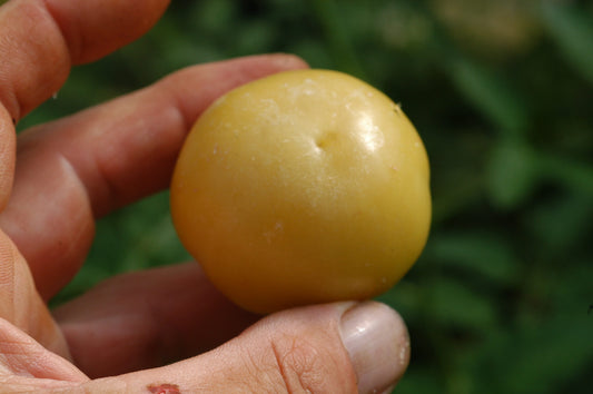 2 Stück Tomatillo Sweet Giant Yellow