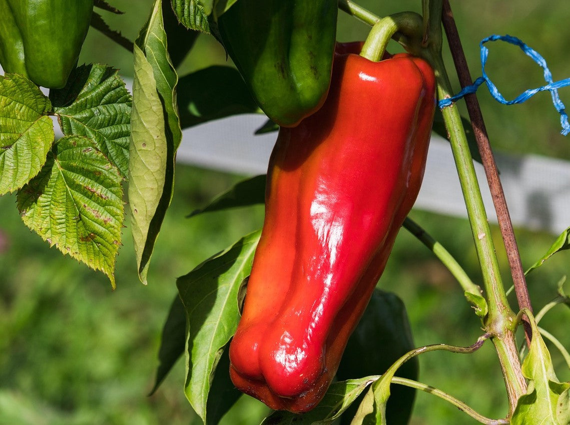 Giant Aconcagua Sweet Pepper