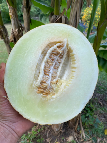Honigmelone Xian