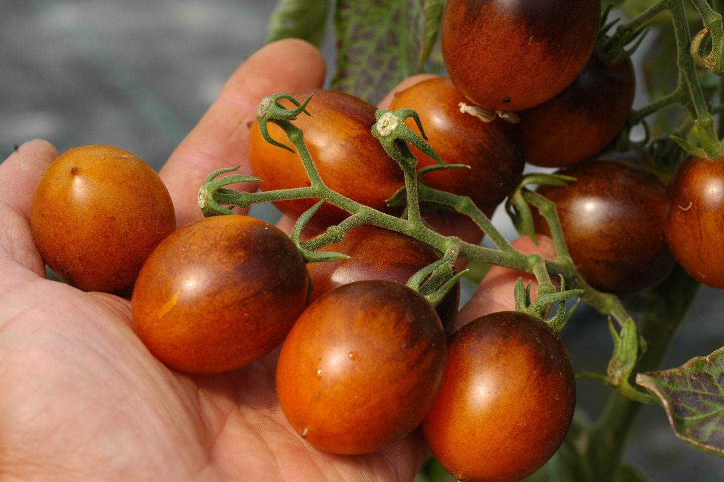 Indigo Kumquat