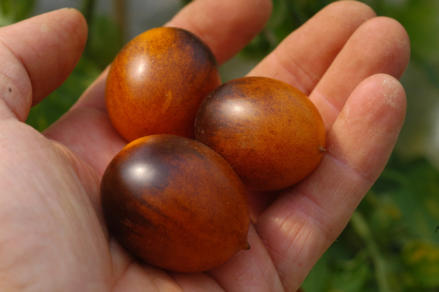 Indigo Kumquat