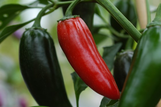 10er Sparset Chilis Mild bis Mittelscharf