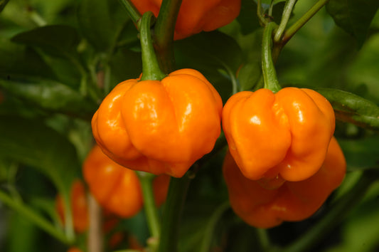 Jamaican Scotch Bonnet