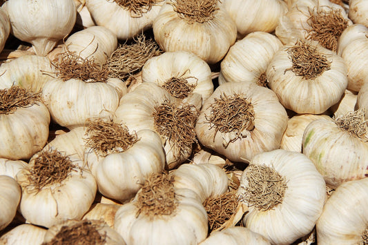 Knoblauch Messidrome, 3 Pflanzen