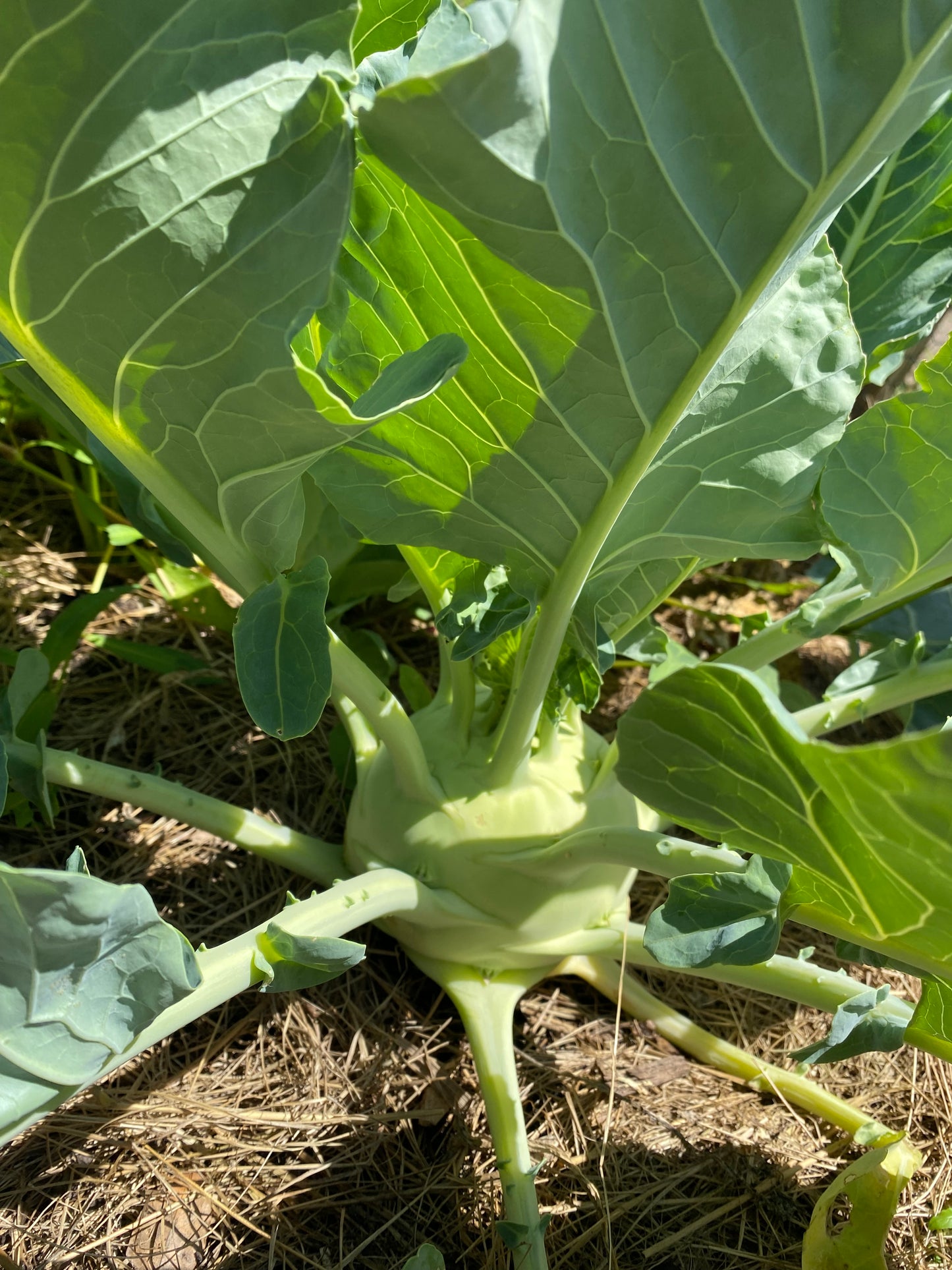 kohlrabi pflanze im beet