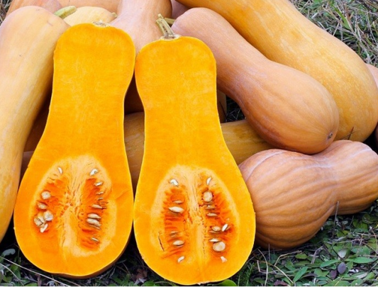 Butternut- Speisekürbis Honeynut