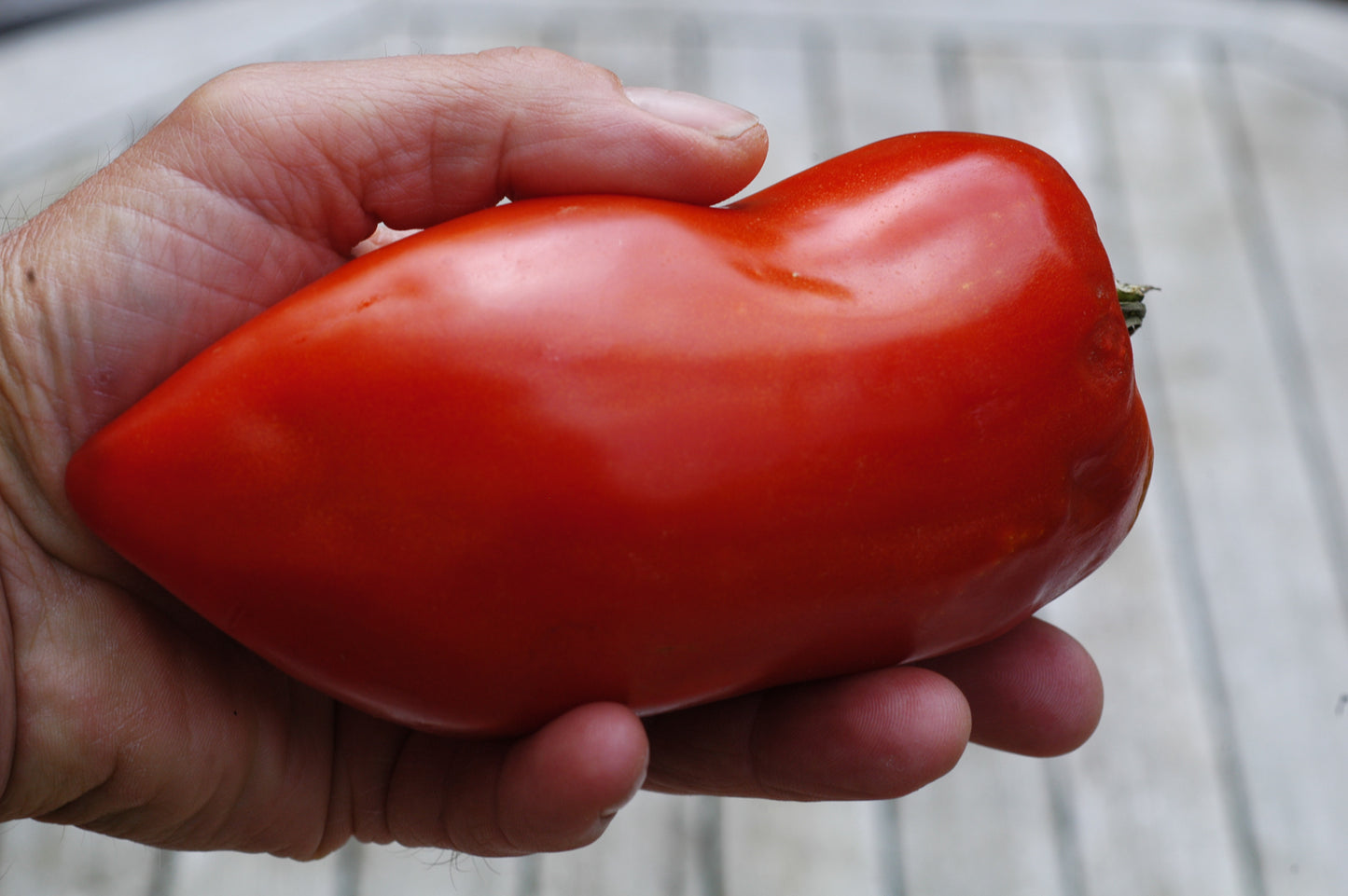rote flaschentomate in hand