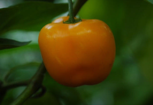 Orange Locoto