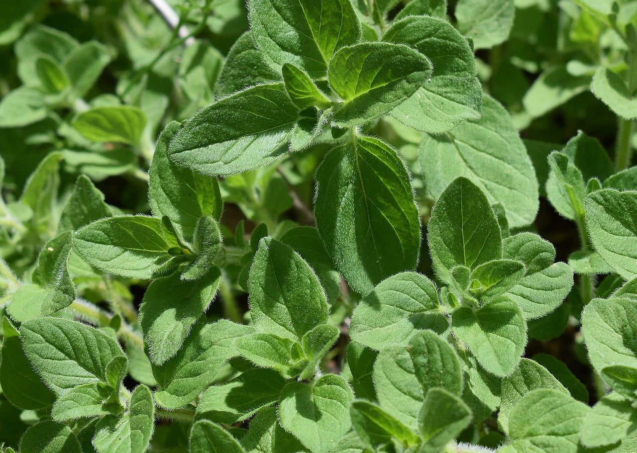 Oregano Hot & Spicy