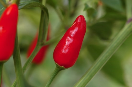 kleine, rote chilifrucht