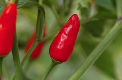 kleine, rote chilifrucht