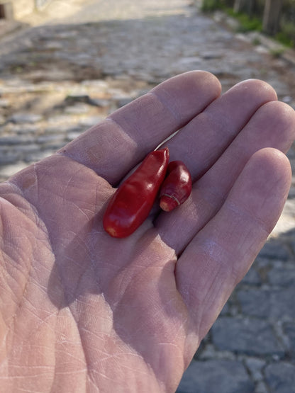 Peperone Capo Vaticano