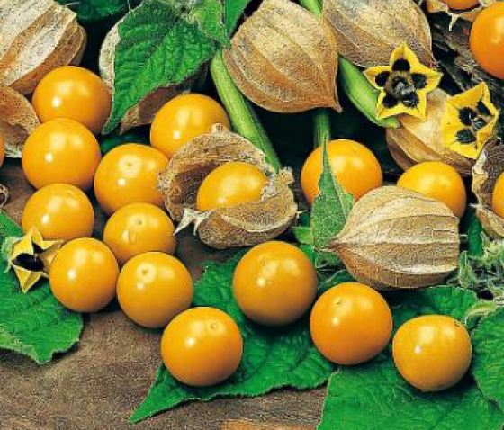 Andenbeere (Physalis)