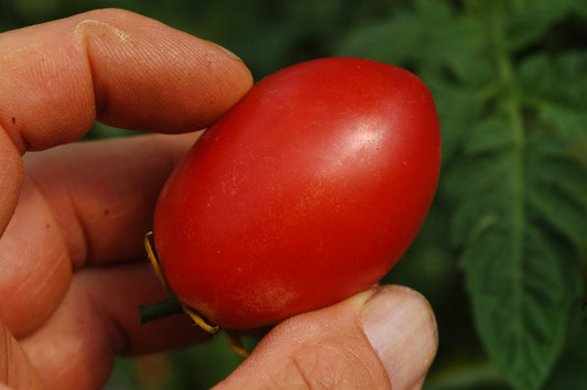 Pomodorino di Panarea