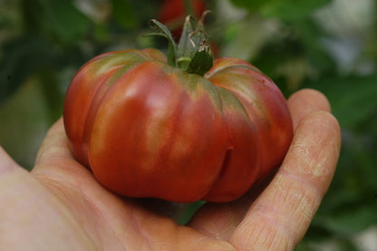 Purple Calabash