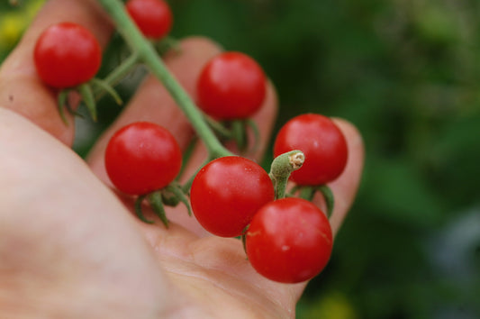 Red Cherry