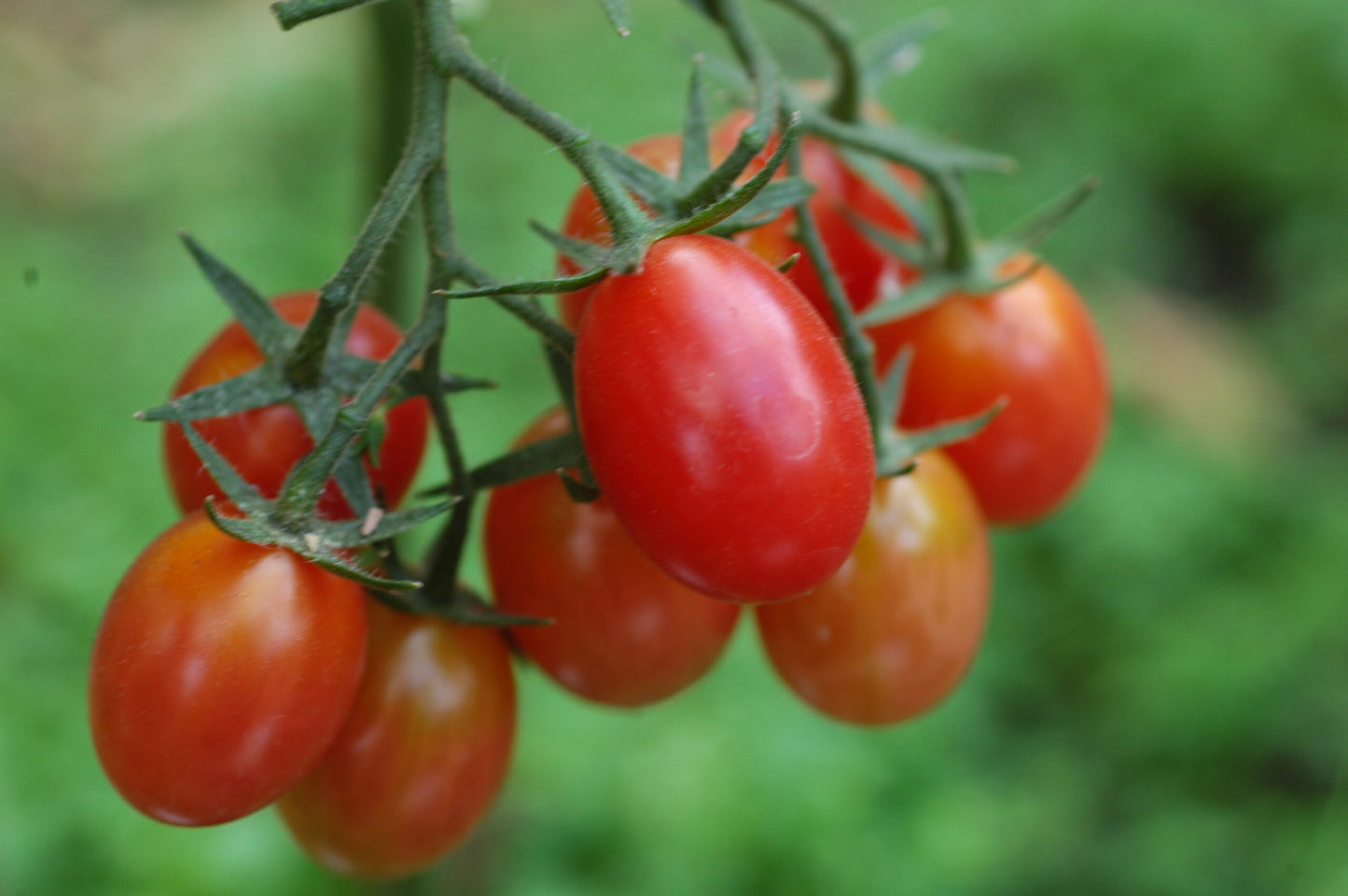 5er Sparset Tomaten- Mix