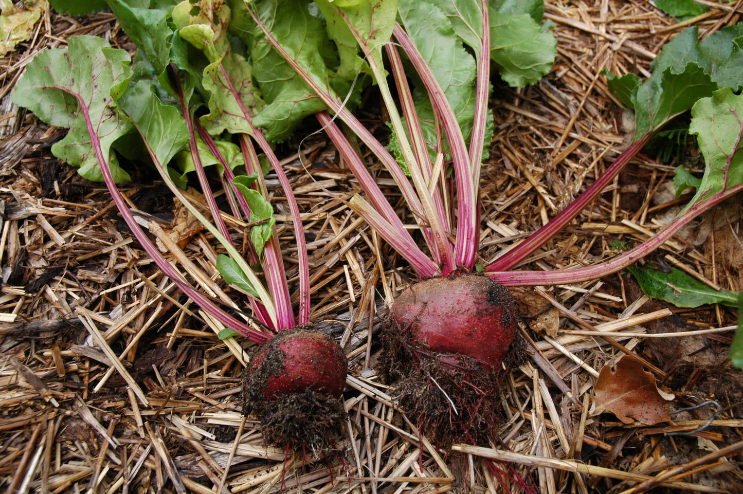 Rote Bete, 3 Pflanzen