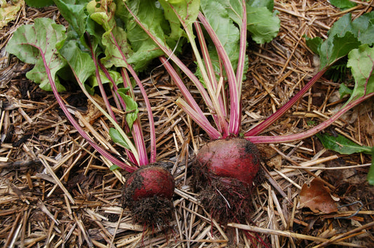 Rote Bete, 3 Pflanzen
