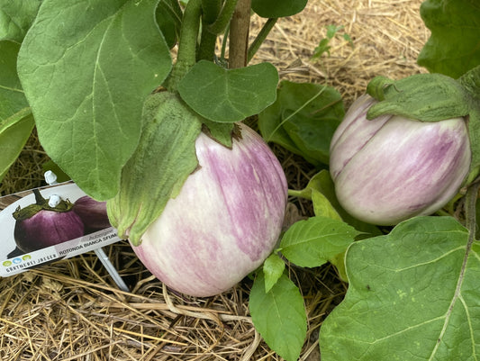 Aubergine Rotonda Bianca Sfumata di Rosa