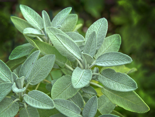 Salvia Elephant Ear