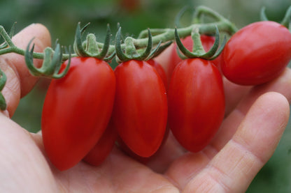 San Marzano Mini