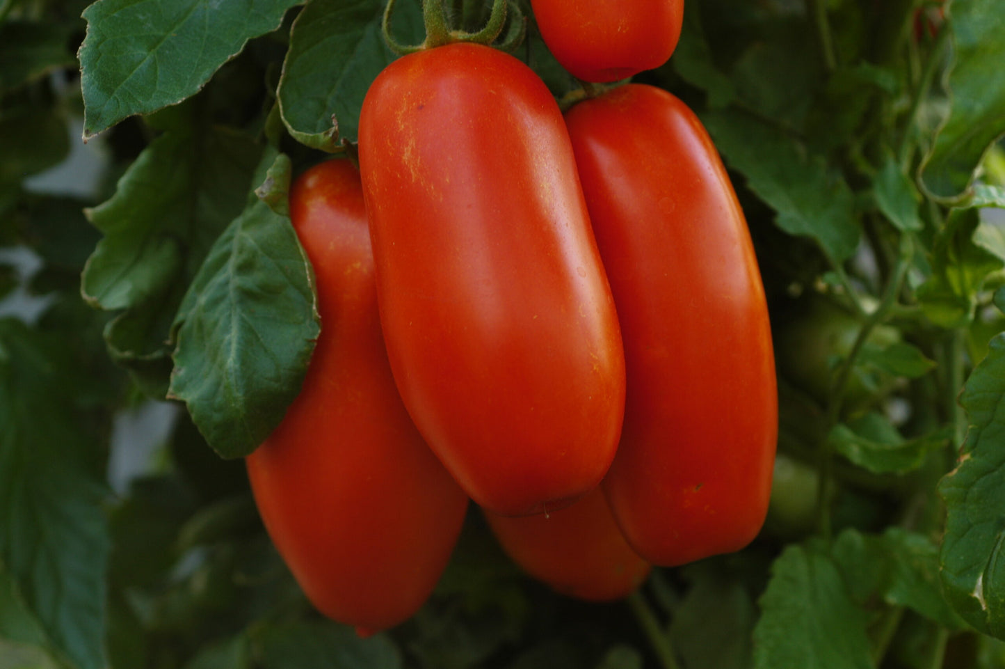 San Marzano