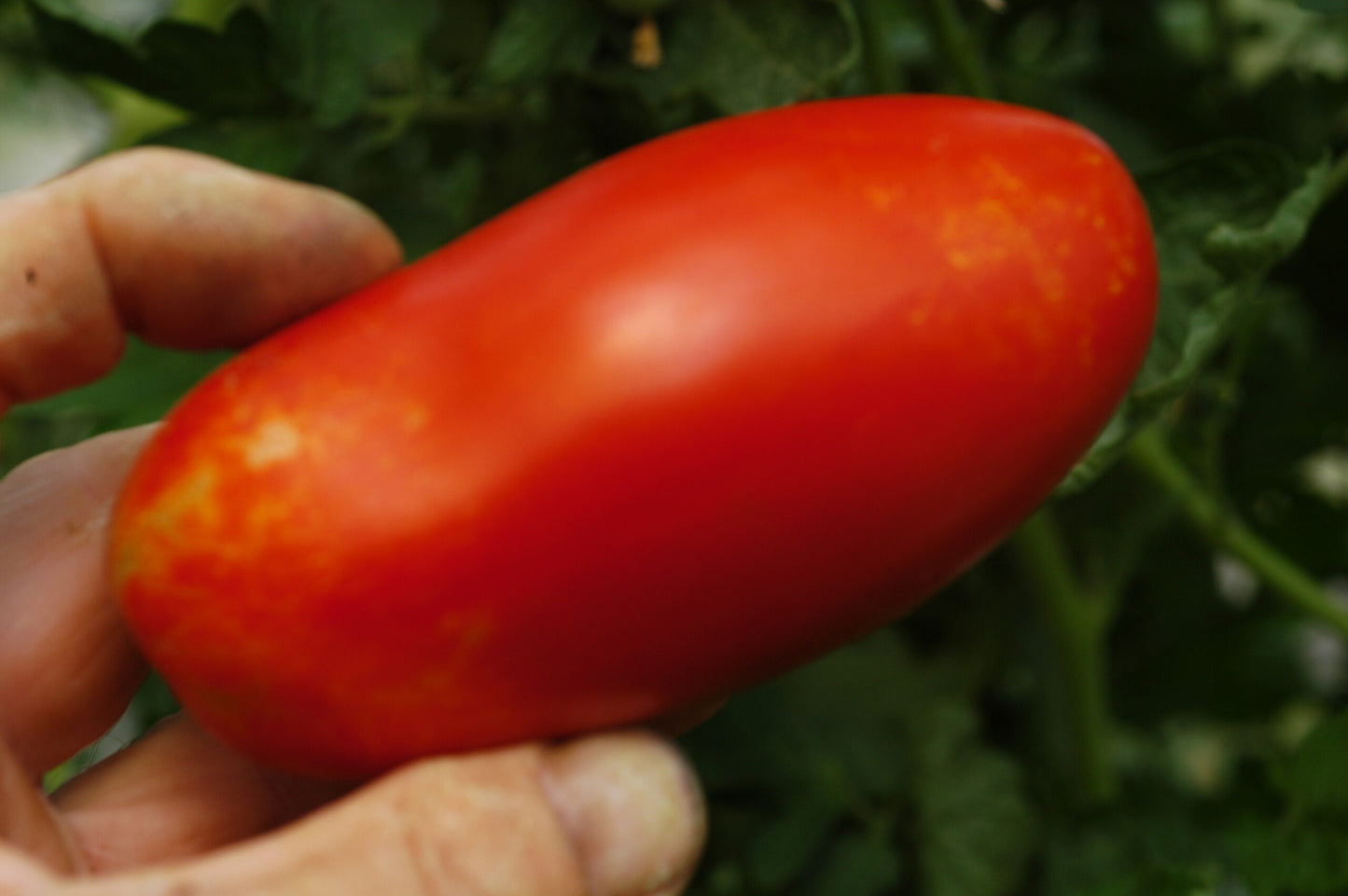 San Marzano