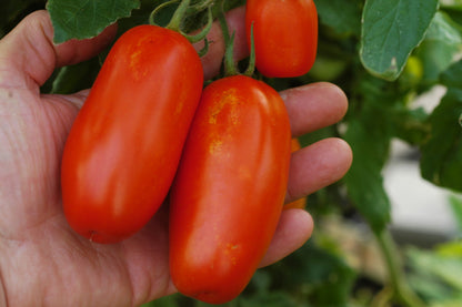 San Marzano Scatolone