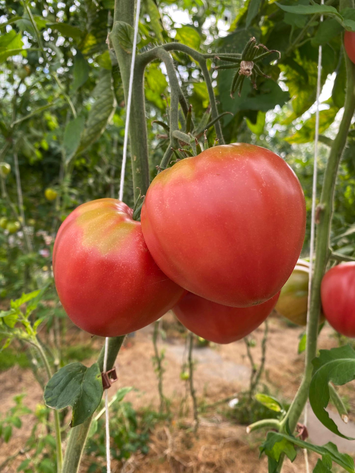 rote tomate