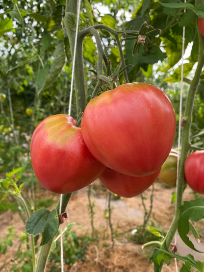 rote tomate