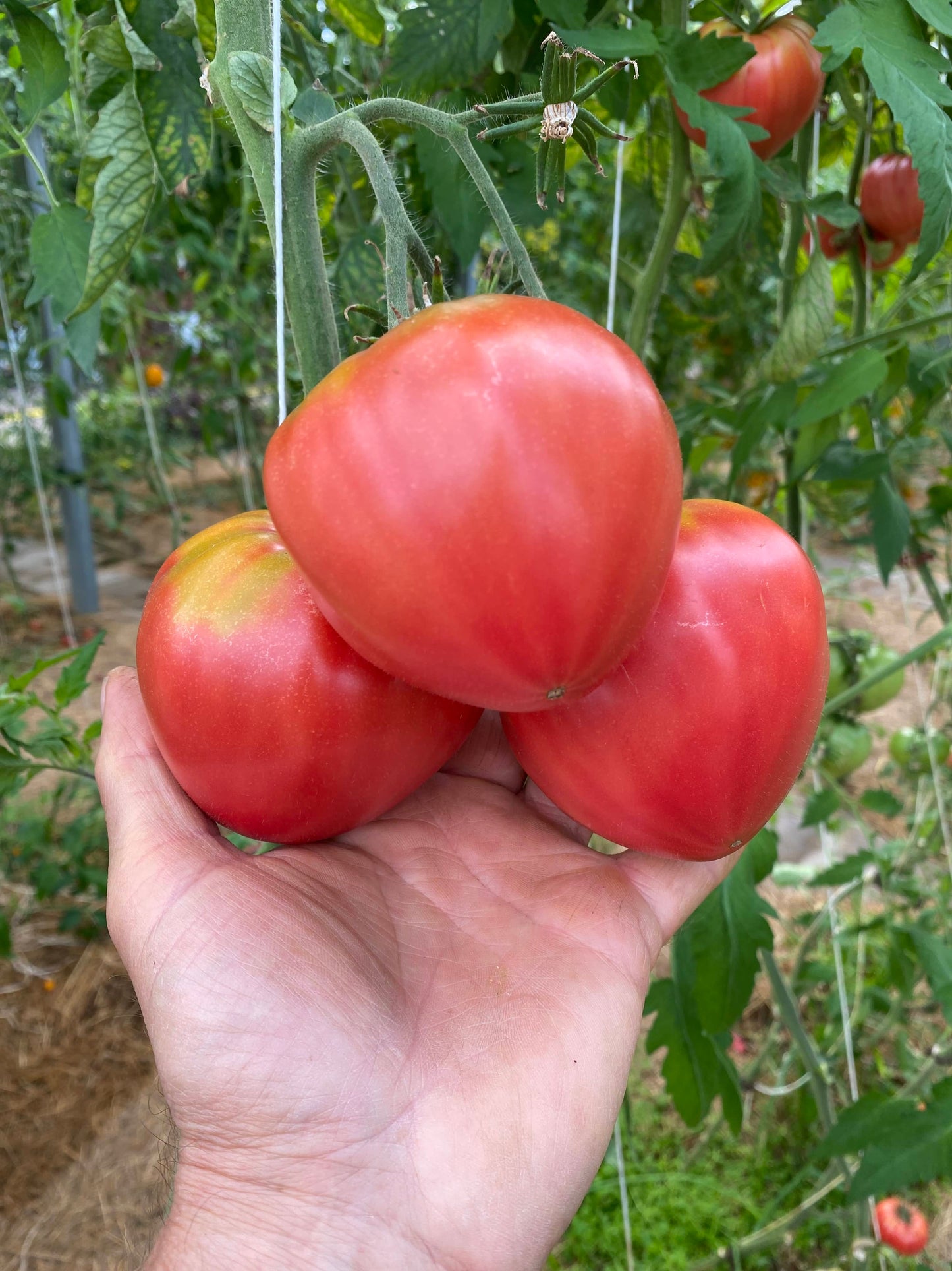 rote große tomate