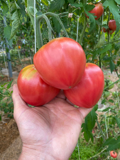 rote große tomate