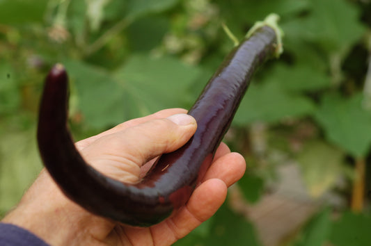 Aubergine Snake of Mugla