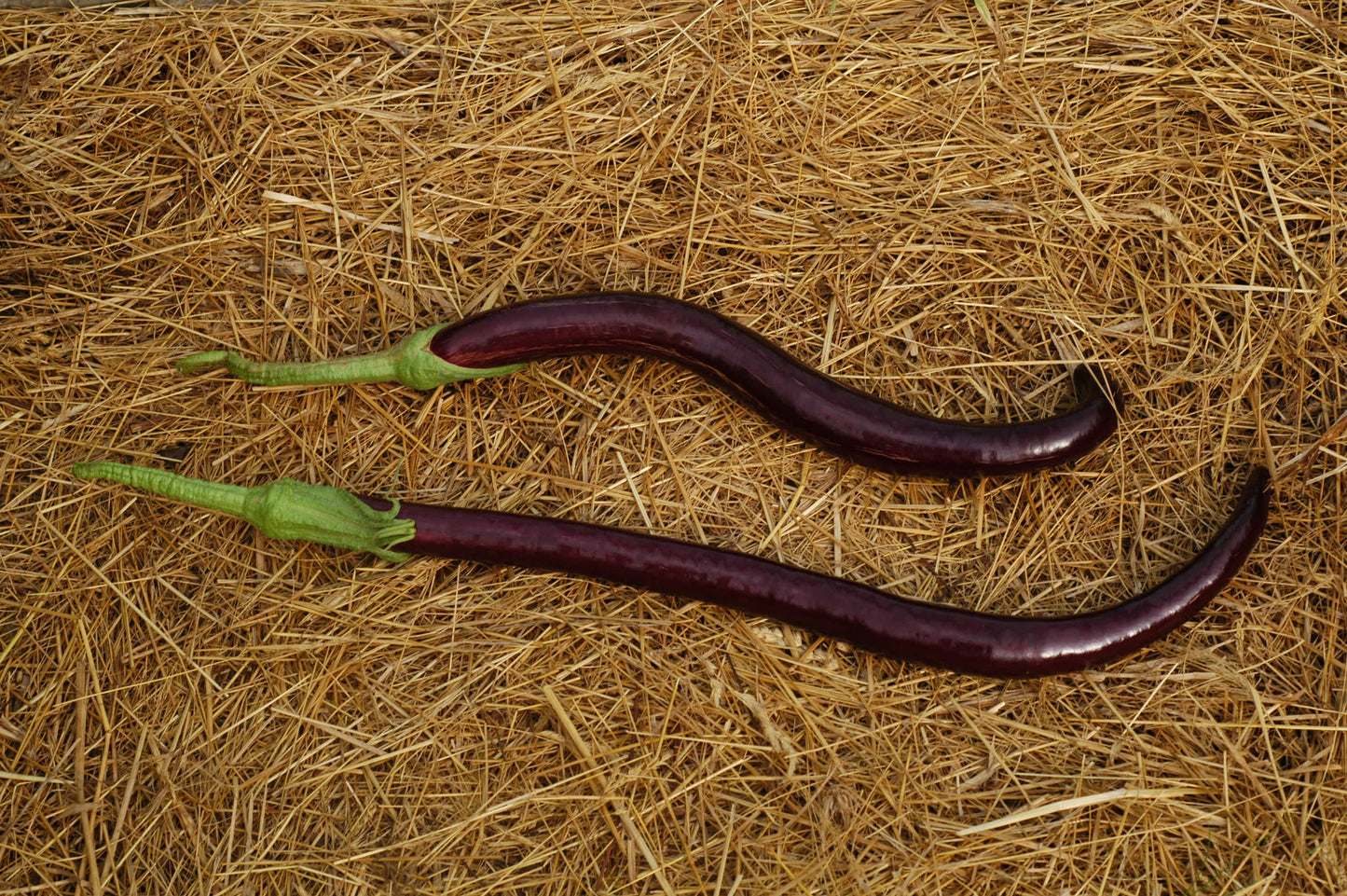 Aubergine Snake of Mugla