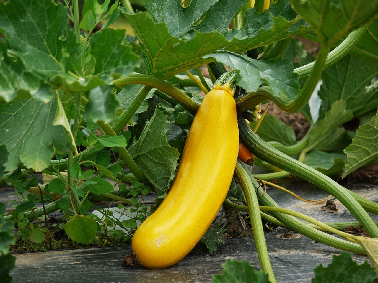 Gelbe Zucchini Solara