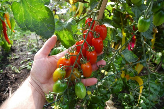 5er Sparset Cherry- und Cocktailtomaten