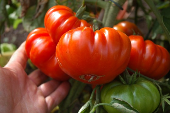 5er Sparset Fleischtomaten