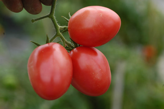 Thai Pink Egg