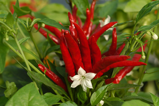 Thai Red Hot