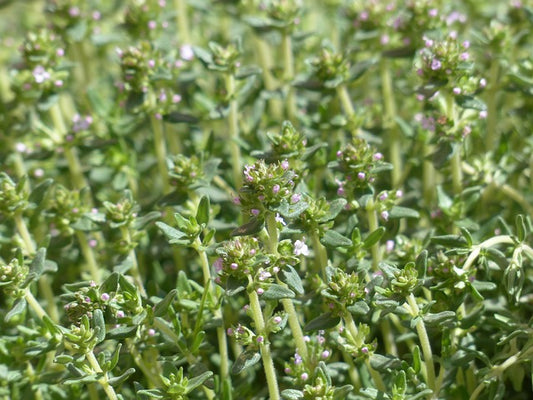 Thymian Faustinoi