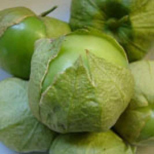 2 Stück Tomatillo Plaza Latina Giant Green